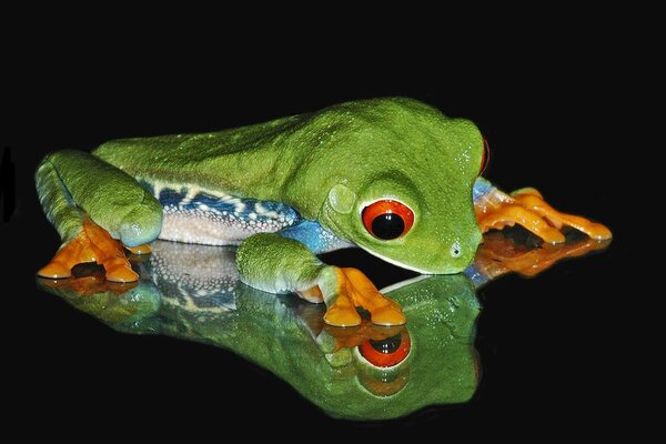 An unusual frog and its reflection on a black background