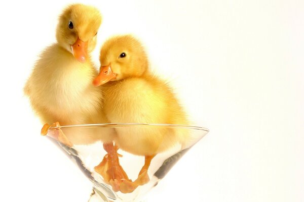 Patitos peludos en una Copa de vino