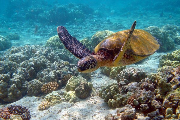 Tartaruga che nuota nelle distese marine