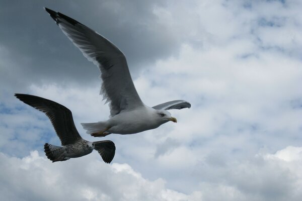 The flight of a seagull is visible in the sky