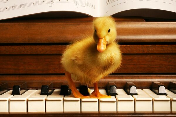 Duckling on piano keys