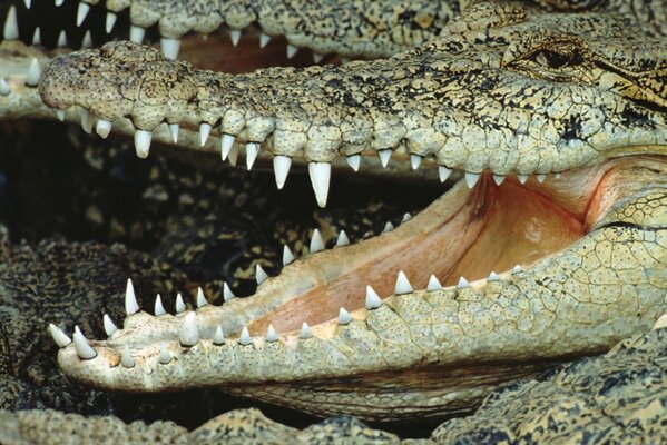 The crocodile opened its toothy mouth