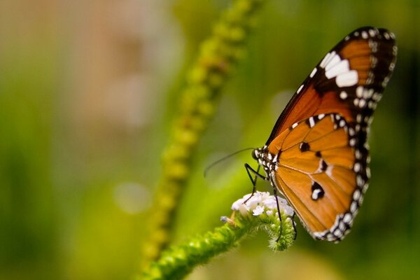 A butterfly sits on a green branch