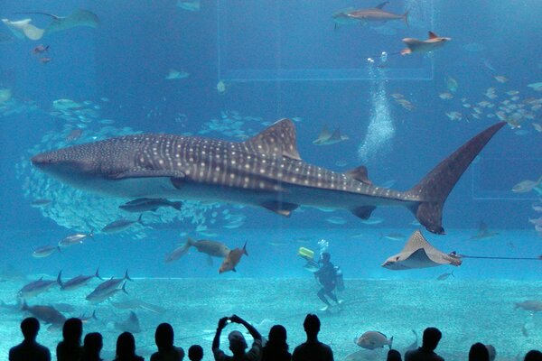 Sagome di persone davanti a un enorme squalo in un acquario