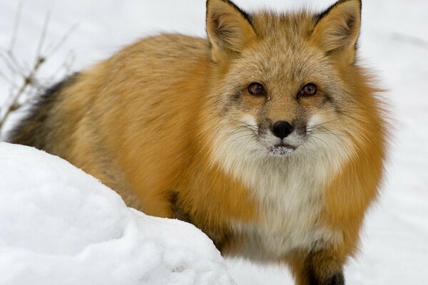 Renard dans la neige en hiver