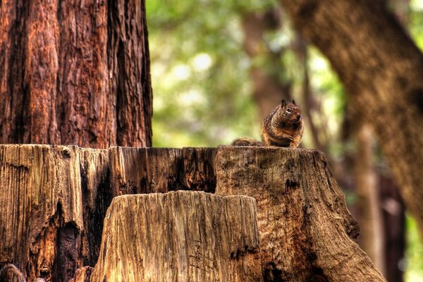 Wiewiórka siedząca na pniu w lesie