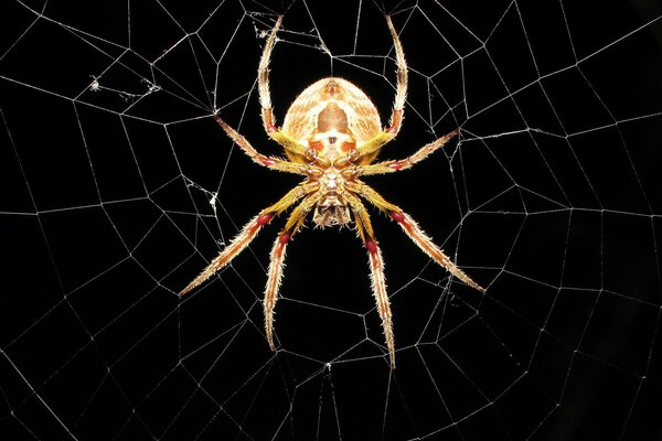 Yellow spider on a web in the dark