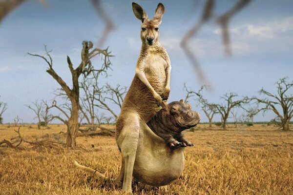 Ein Nilpferd ist in ein Känguru geklettert