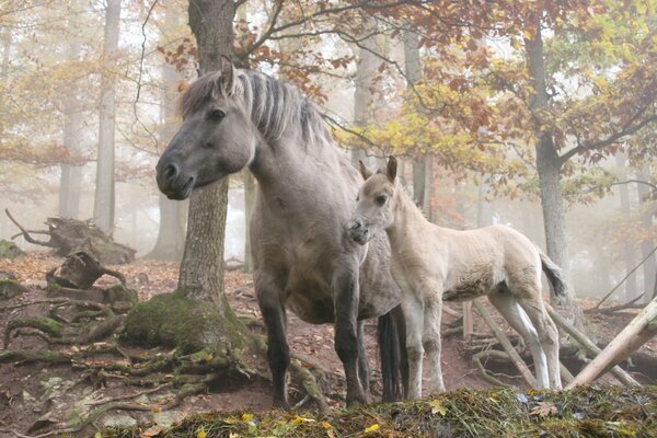 Pferd mit Fohlen im Herbstwald