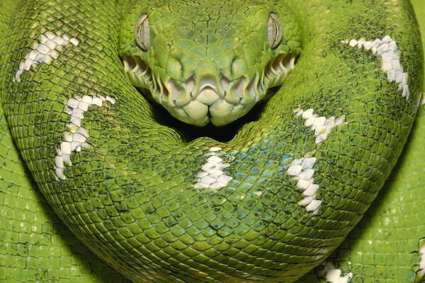 Escamas de serpiente verde Boa leñosa