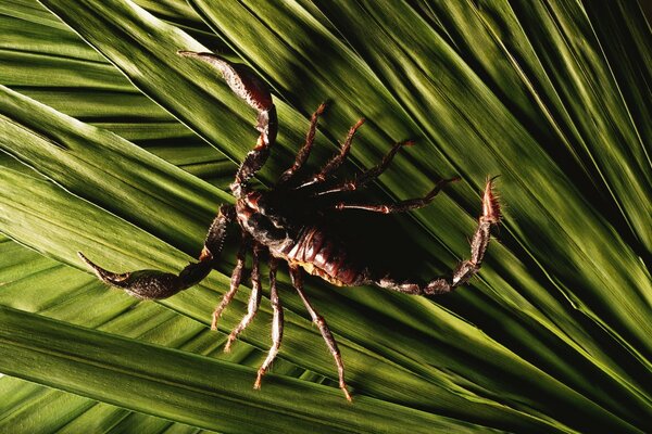 Scorpio on a green leaf