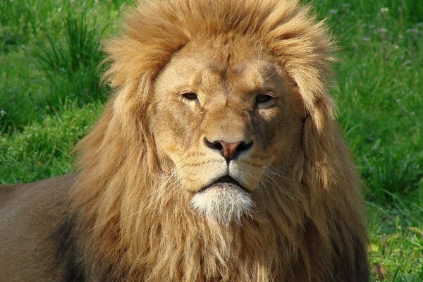 Roi des animaux Lion avec crinière