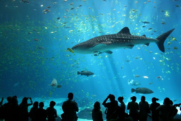 Una manada de peces detrás del cristal del acuario