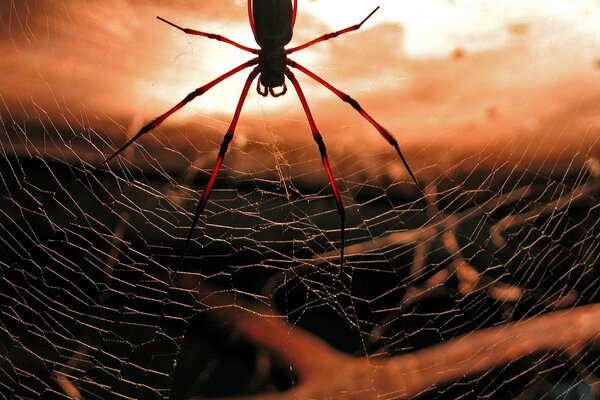 A spider hanging in a web on a tree branch