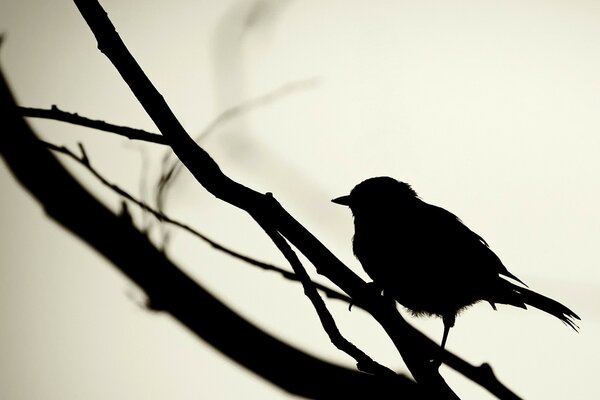 Black silhouette of a sparrow on a branch