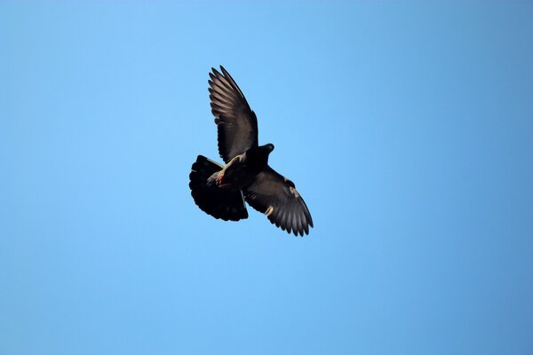 A pigeon with spread wings in a blue sky