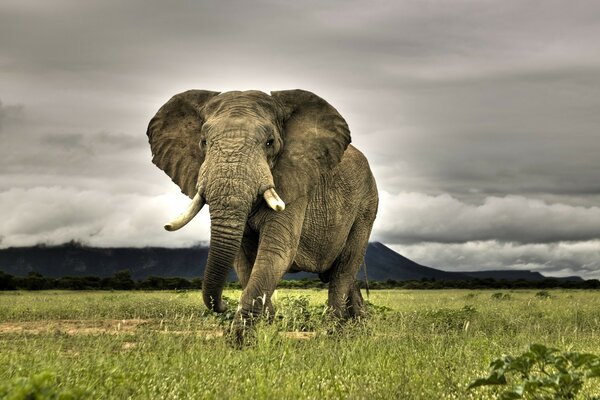 Foto de elefante en la hierba contra el cielo