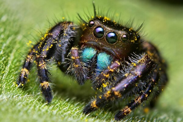 A big-eyed spider on a green leaf