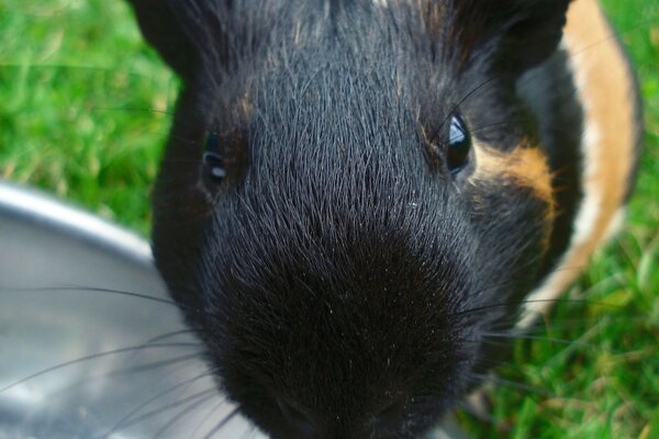 Cavia che guarda la telecamera