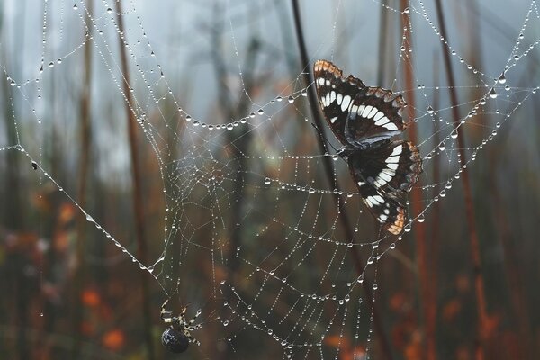 Farfalla nelle reti di un ragno nella foresta