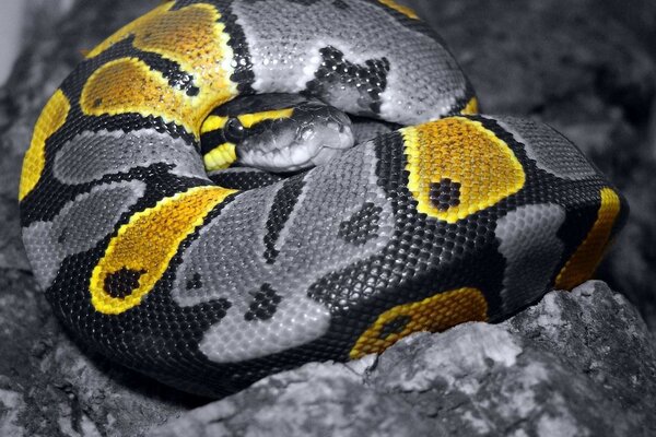 A snake with yellow spots lying on the rocks