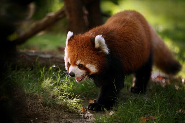 Red panda walking on the grass on the background of a forest landscape