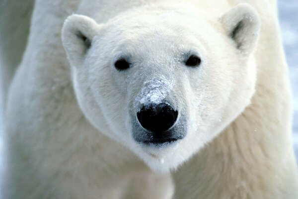 Cute polar bear face