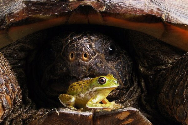 Una gran tortuga en caparazón Mira a un sapo