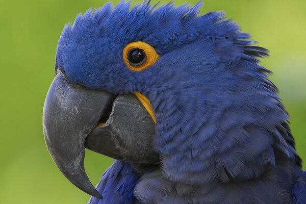 Grande pappagallo di colore blu