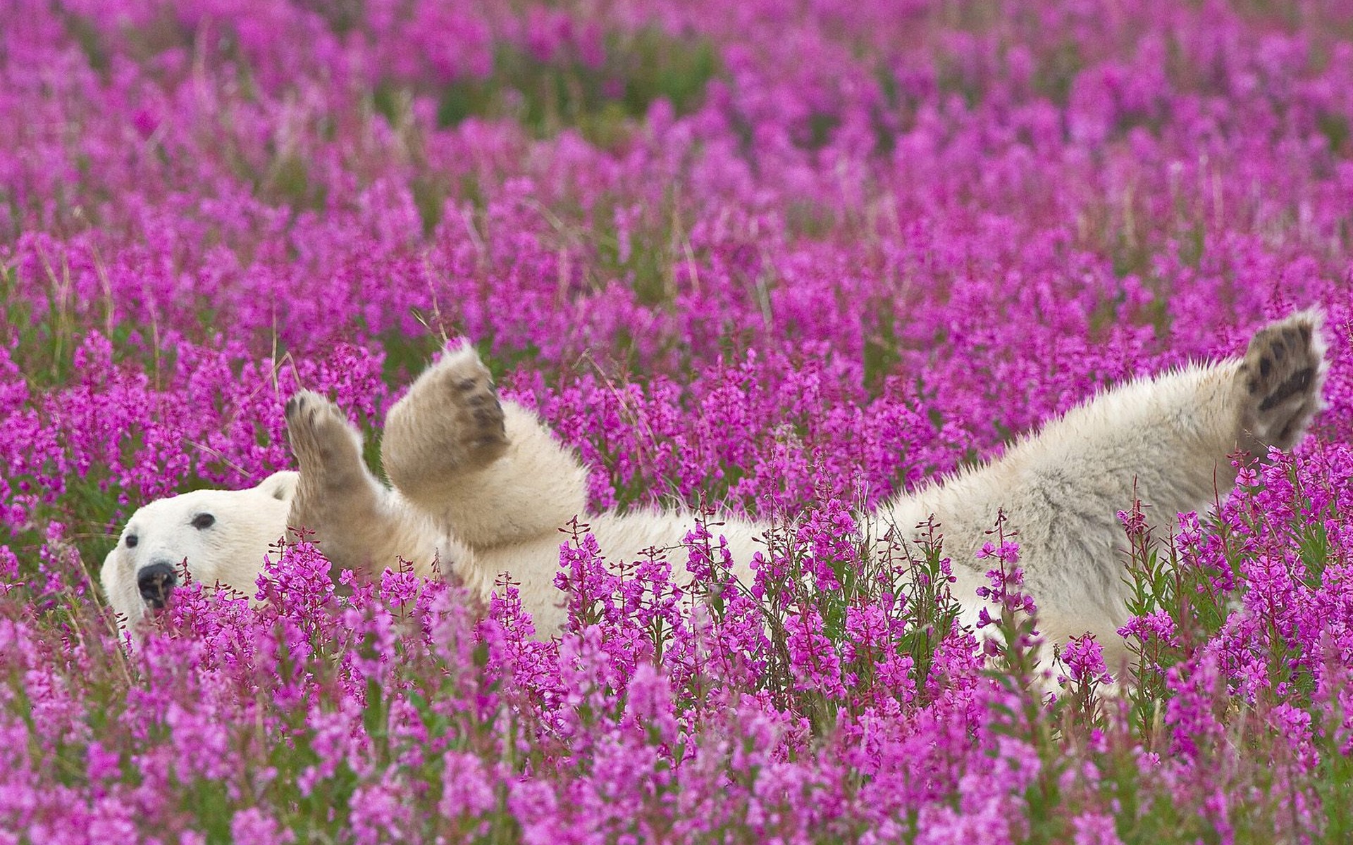 ours polaire fleurs