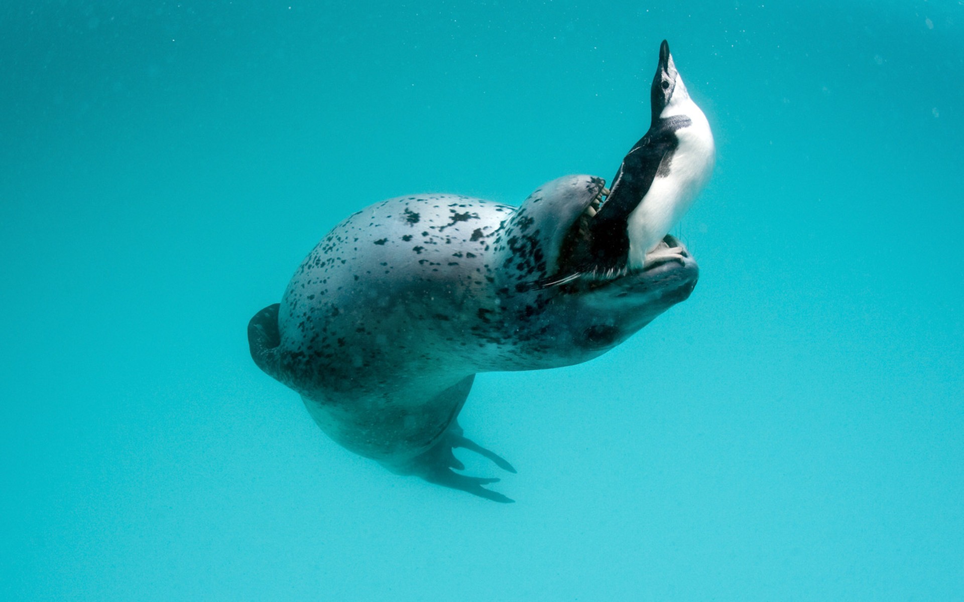 leopard seal hydrurga leptonyx penguin antarctic peninsula