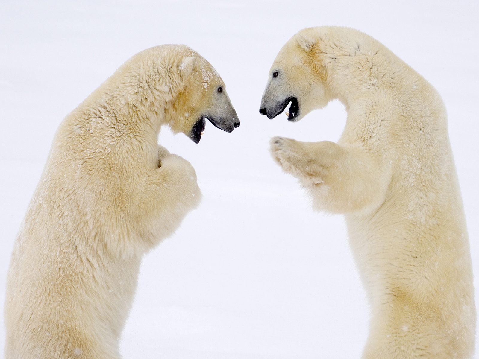 norte invierno osos oso oso polar