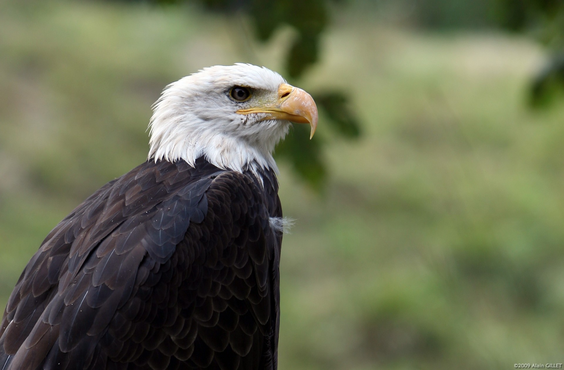 águila pájaro pico