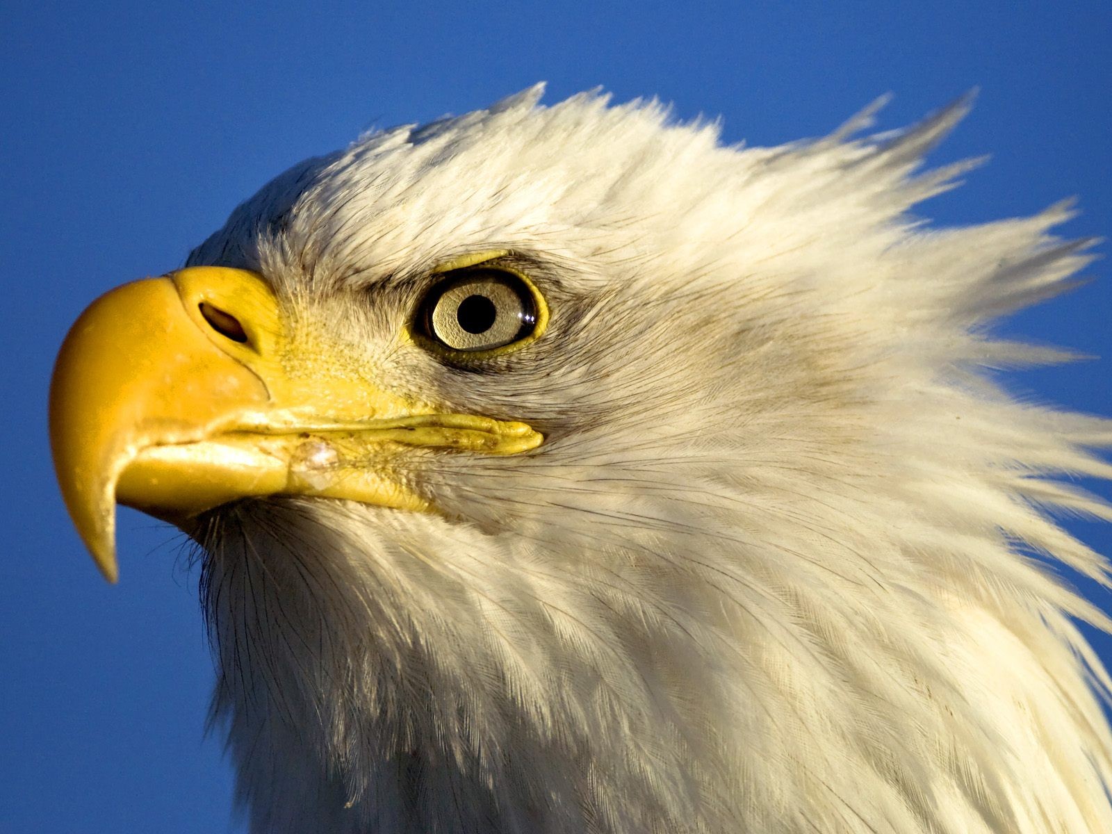 aquila uccello cielo occhi