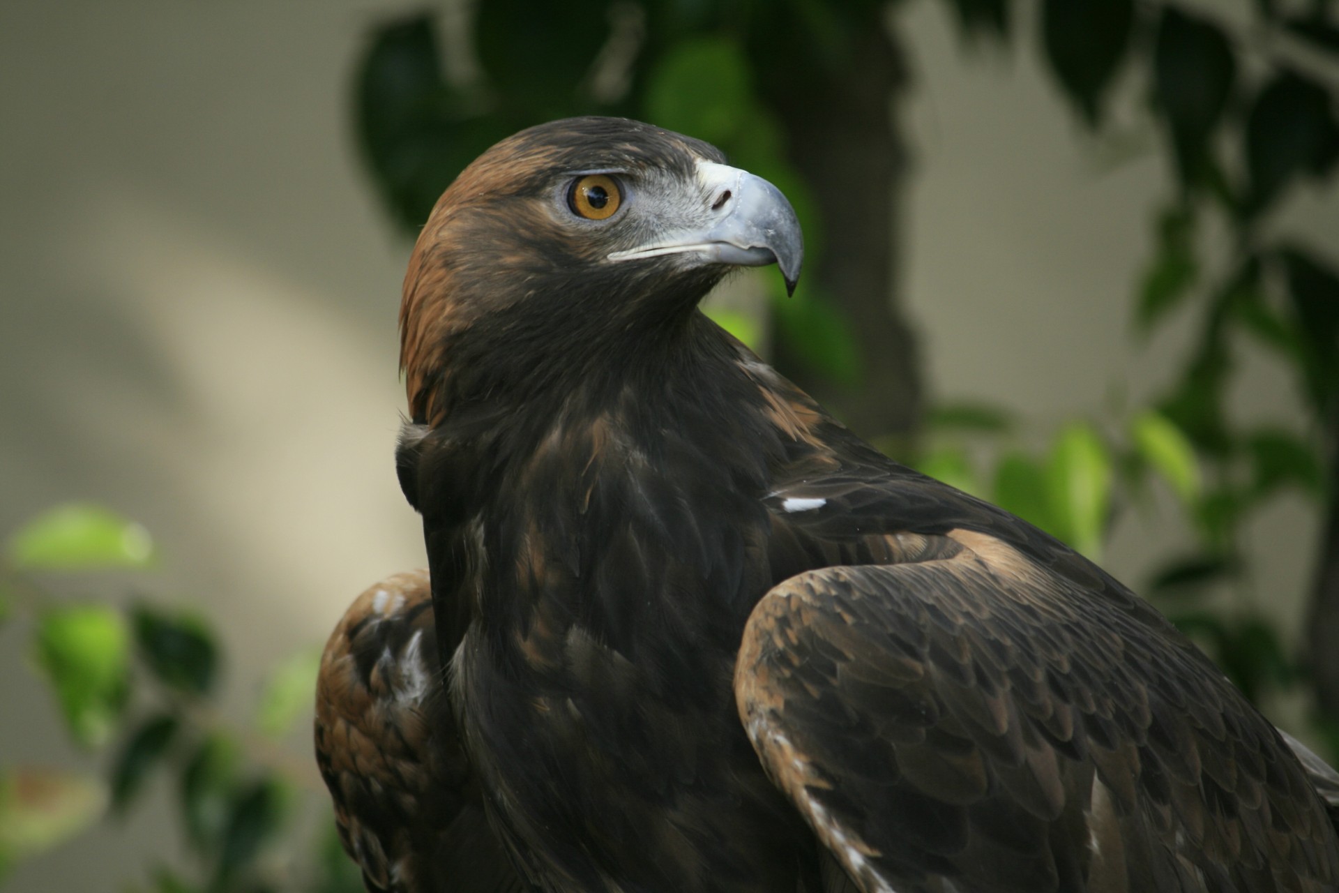 adler blick schnabel