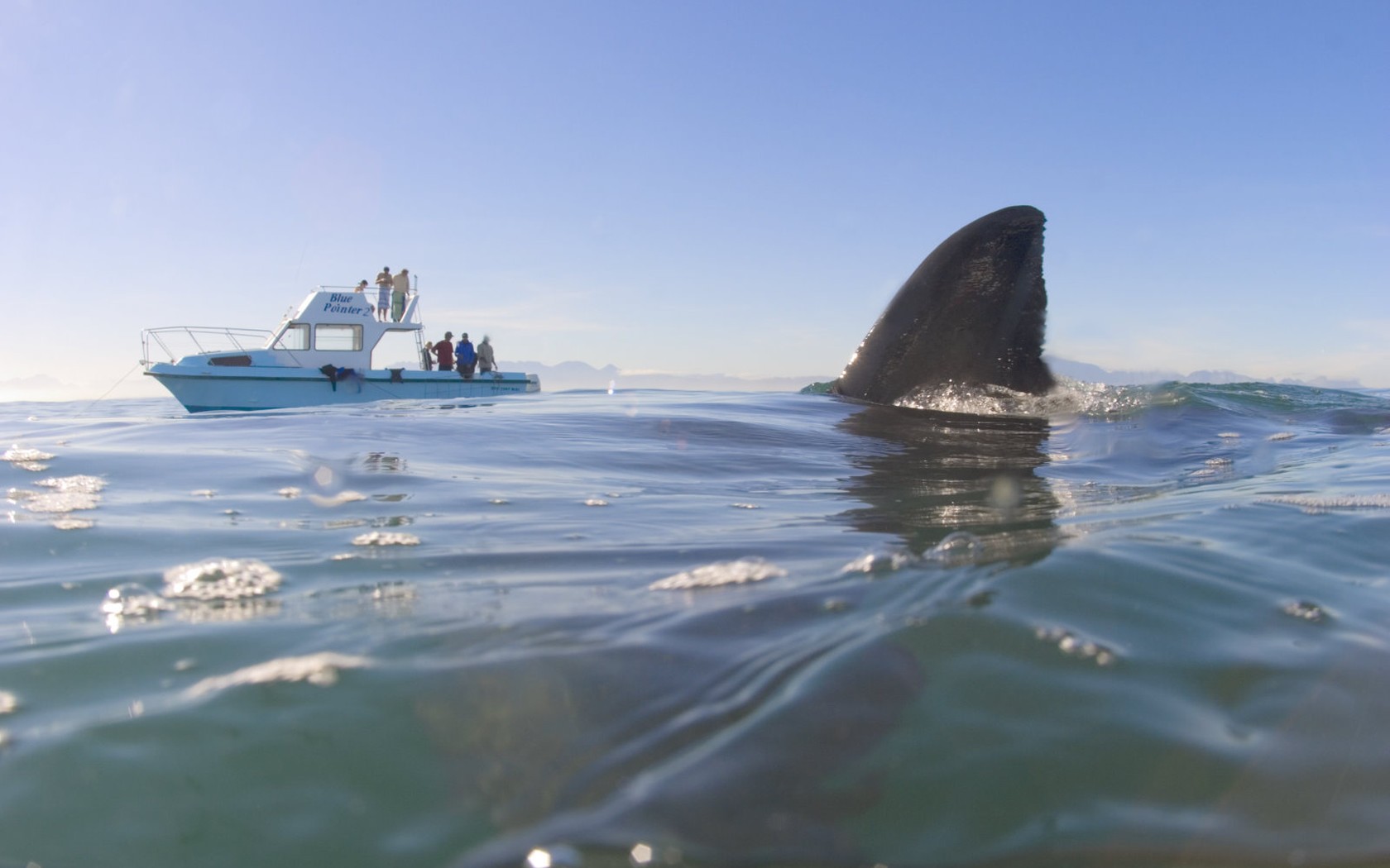 tiburón aleta superior agua yate