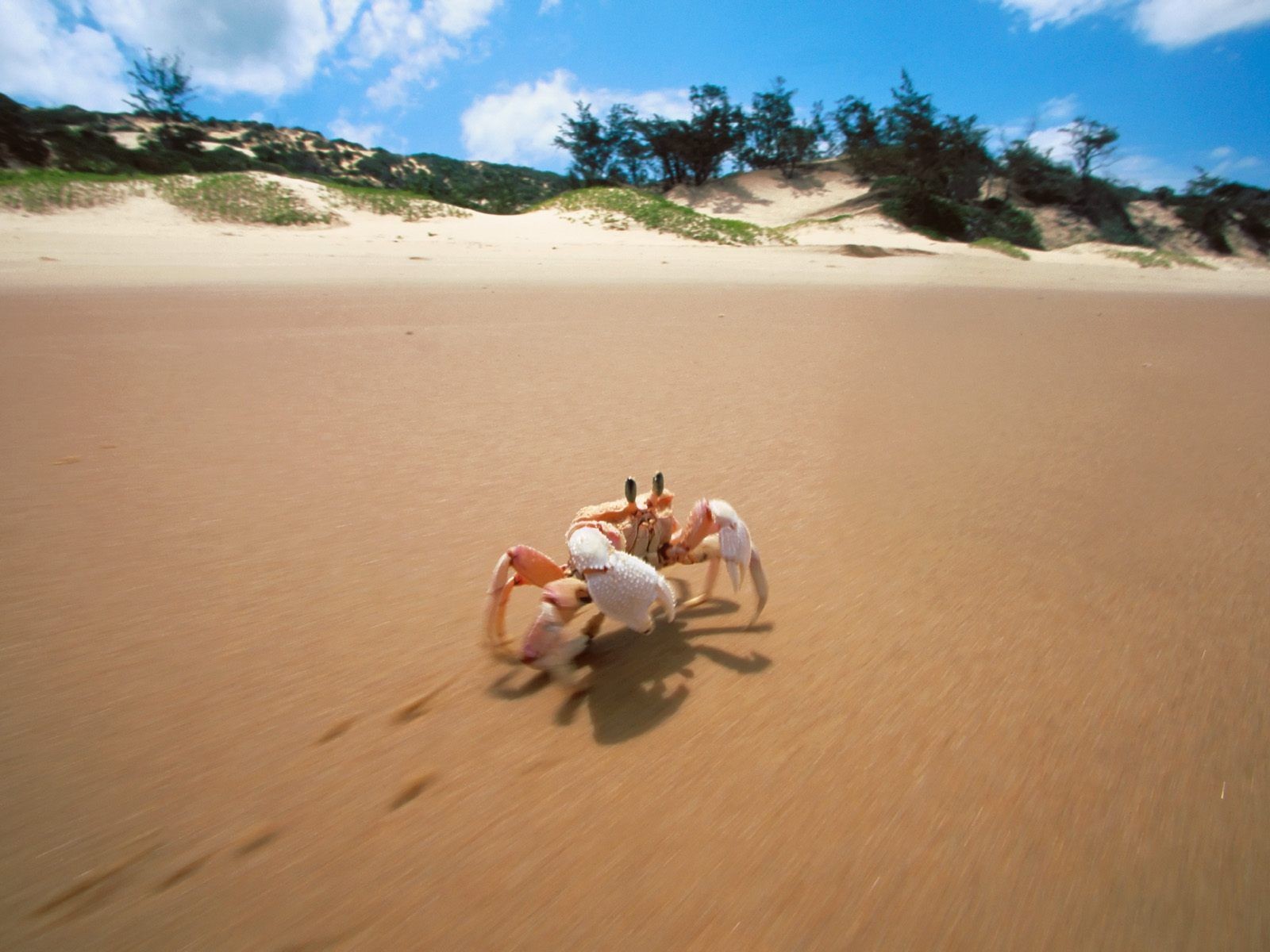 crabe côte sable