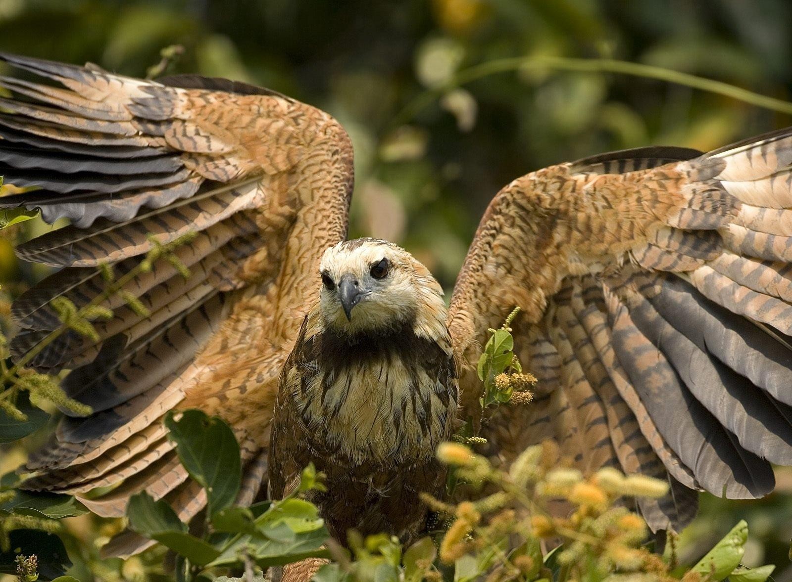 adler flügel blätter