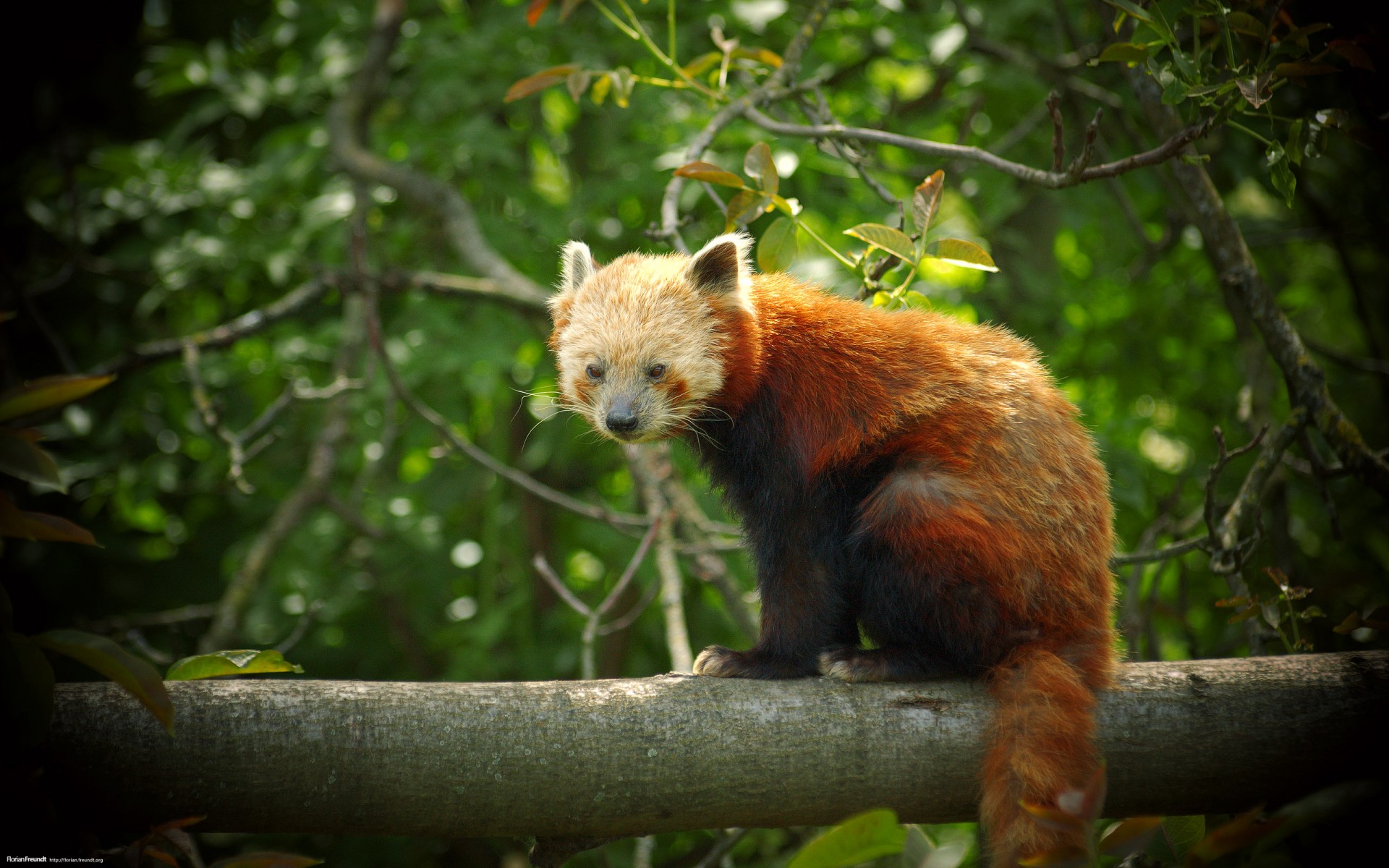 firefox panda pelirroja