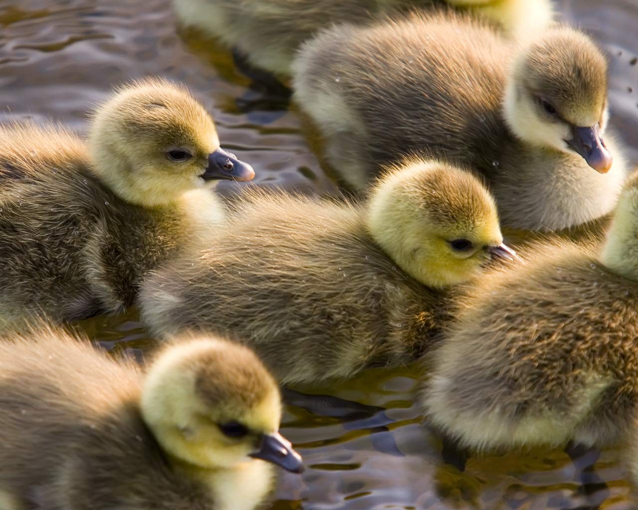 patitos agua aves