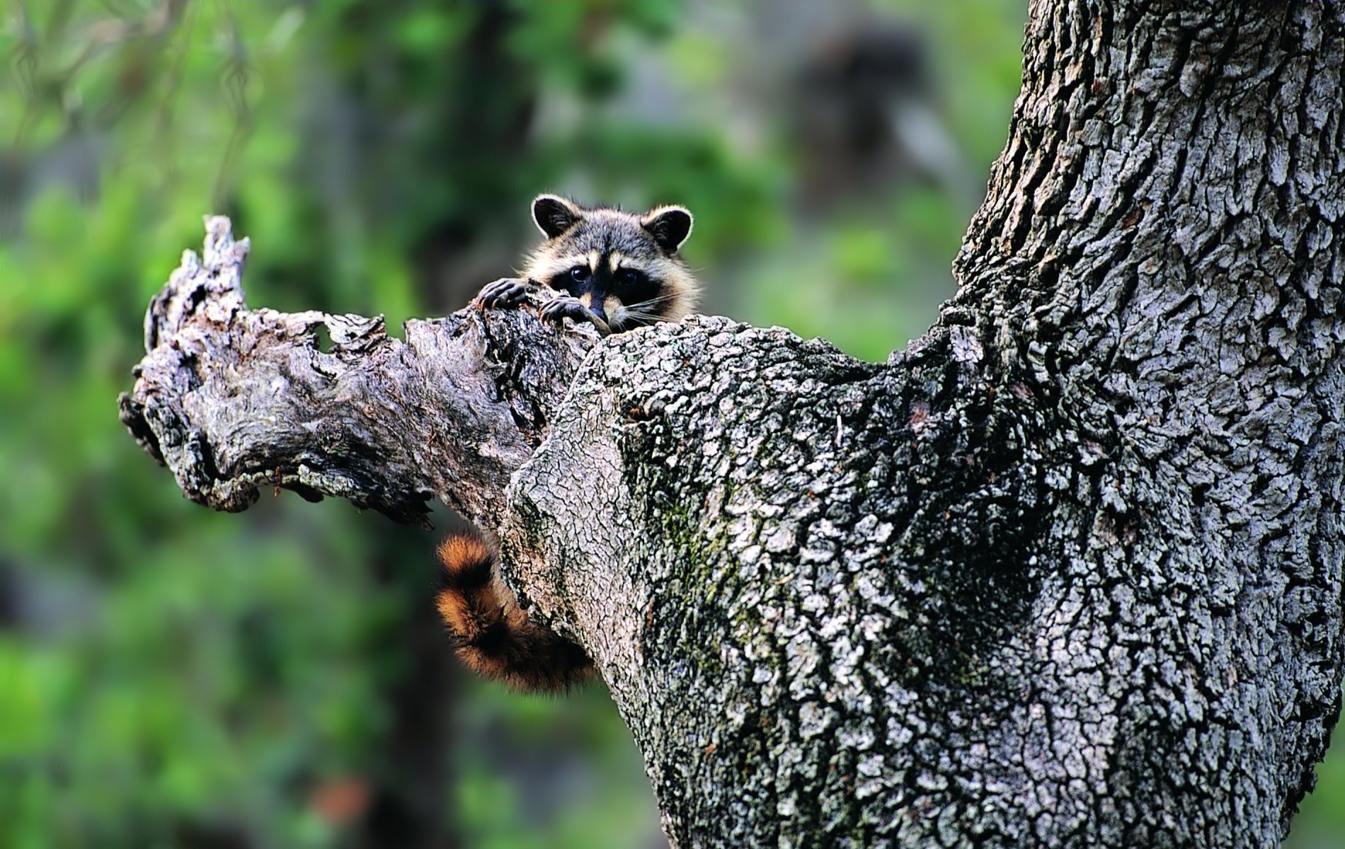 animali procione legno natura verde