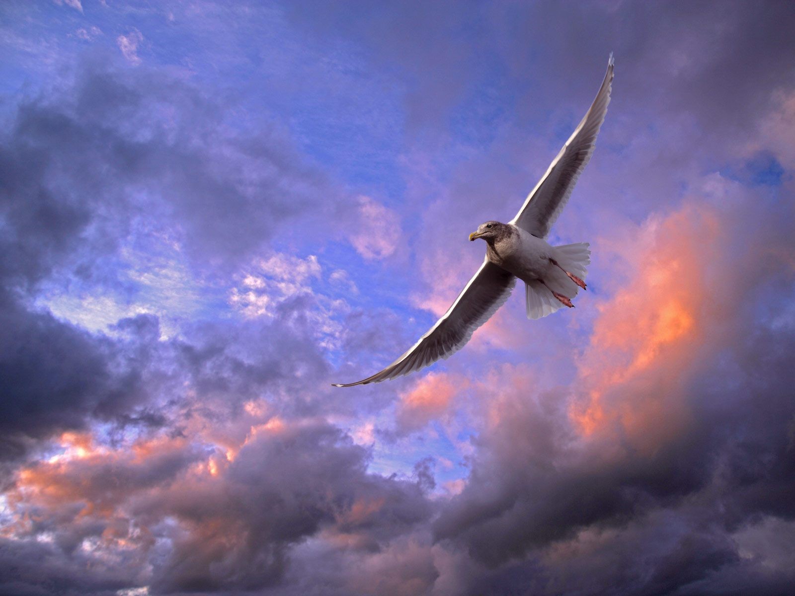 pájaro gaviota cielo