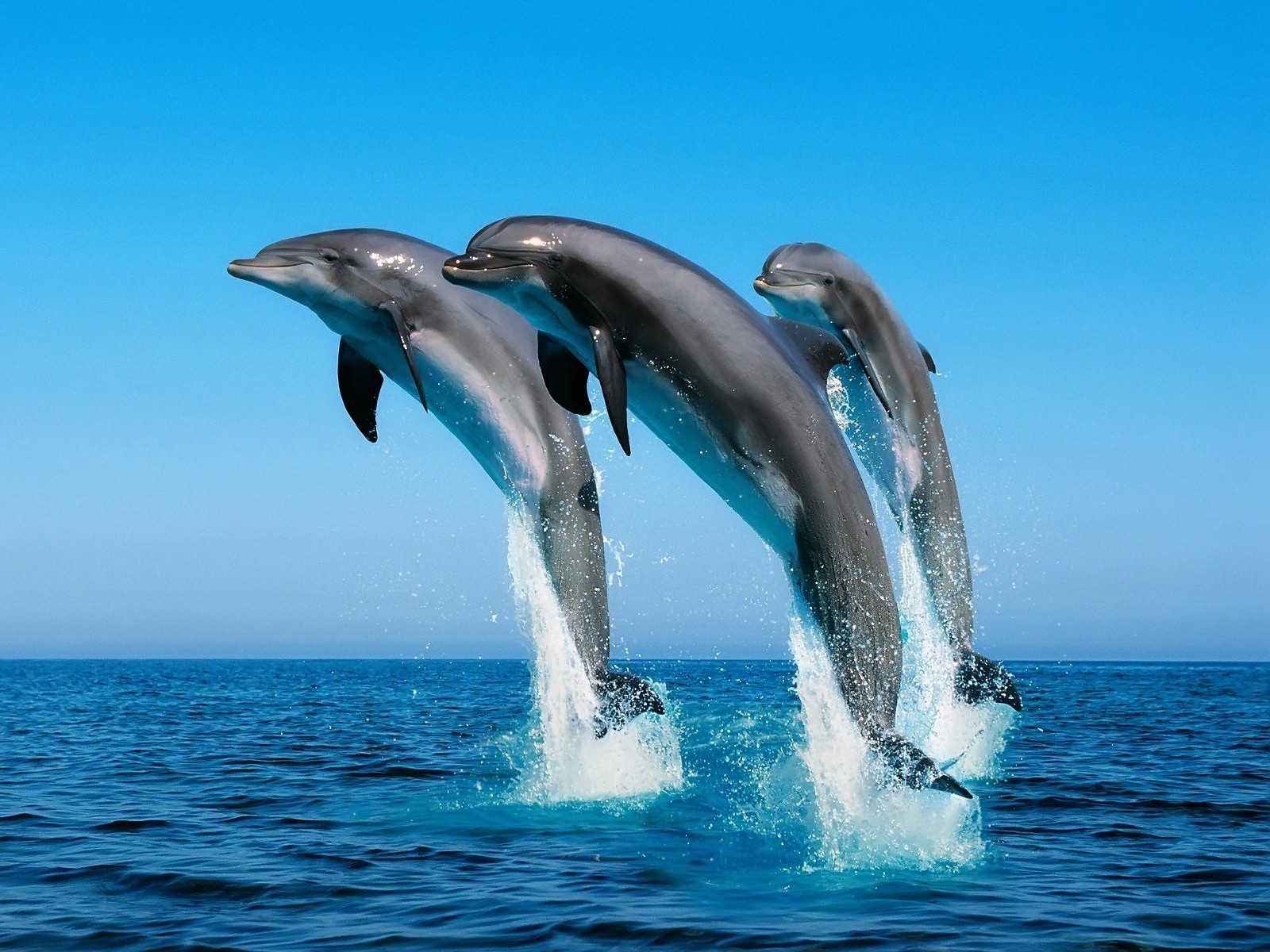 dauphins mer saut