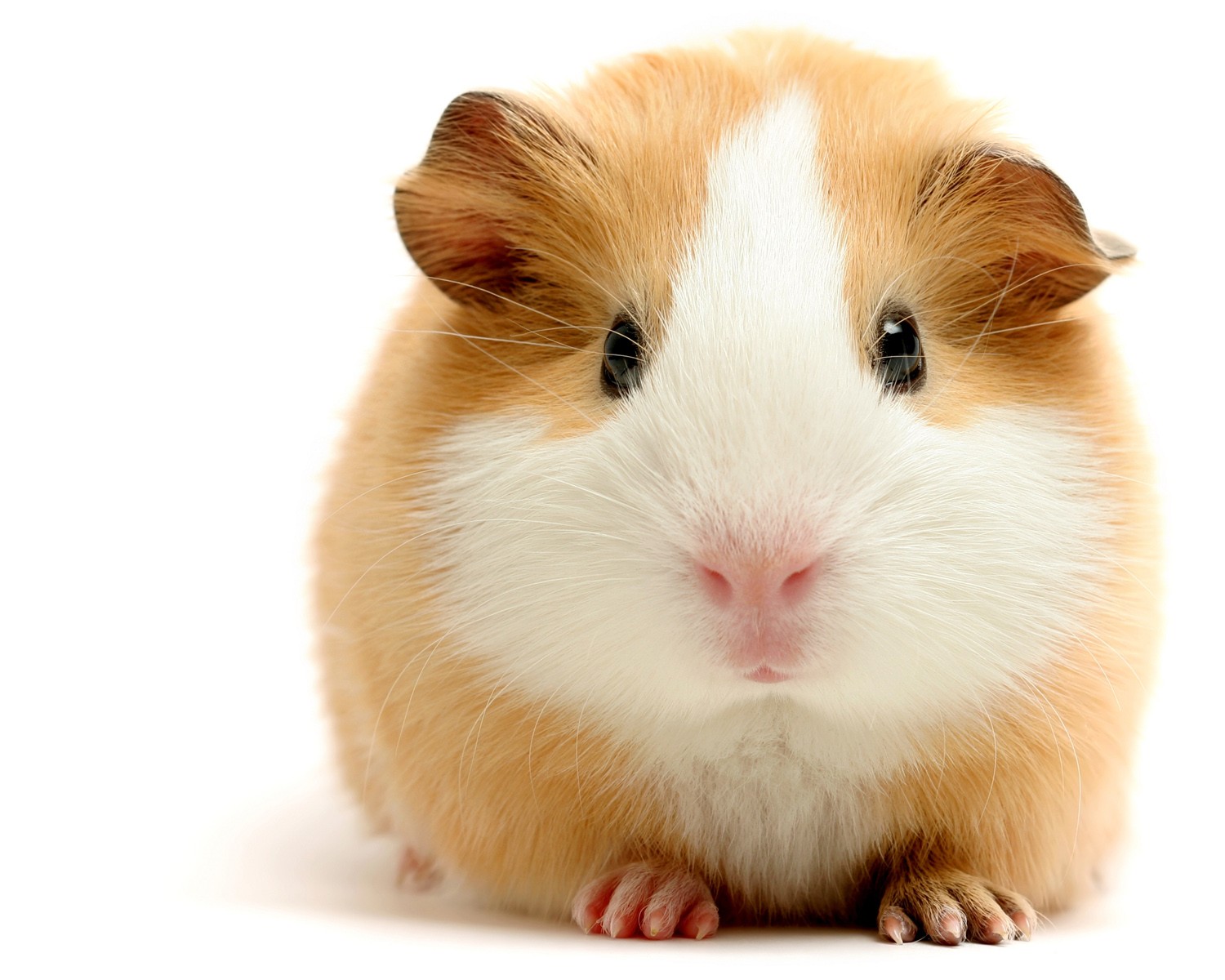 guinea pigs animal pets rodent pink nose