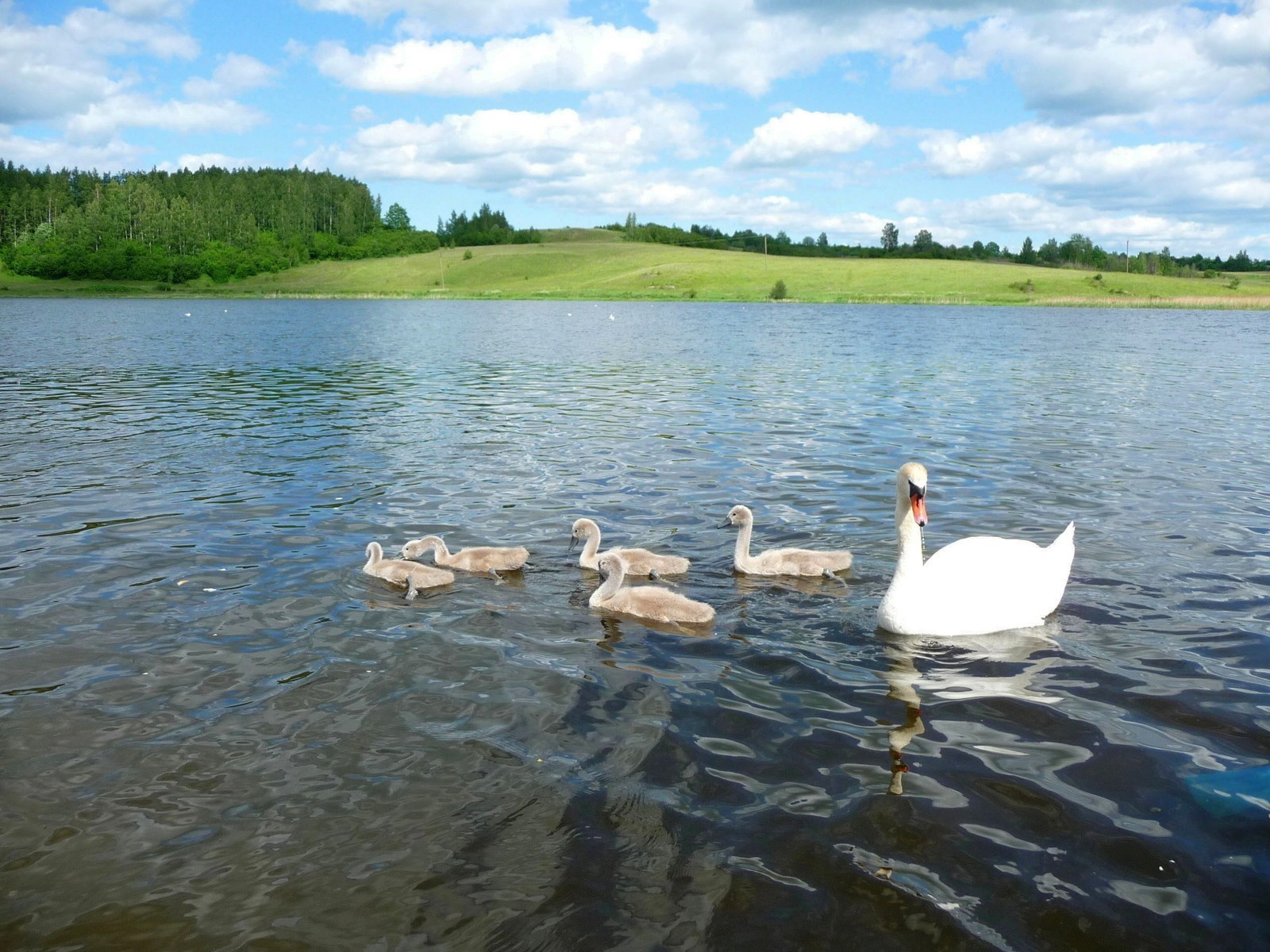 cisne río verano