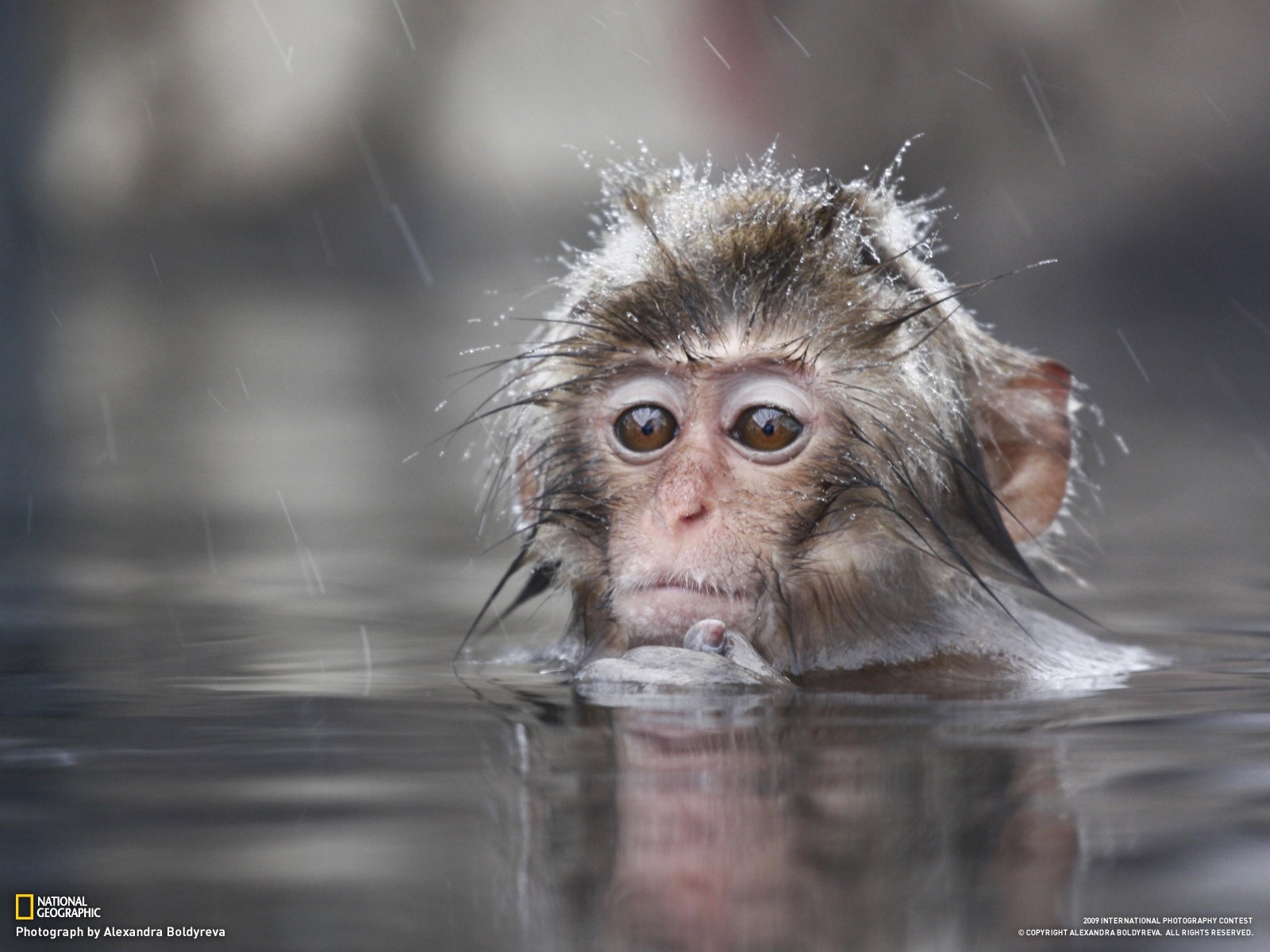 scimmia piccola acqua