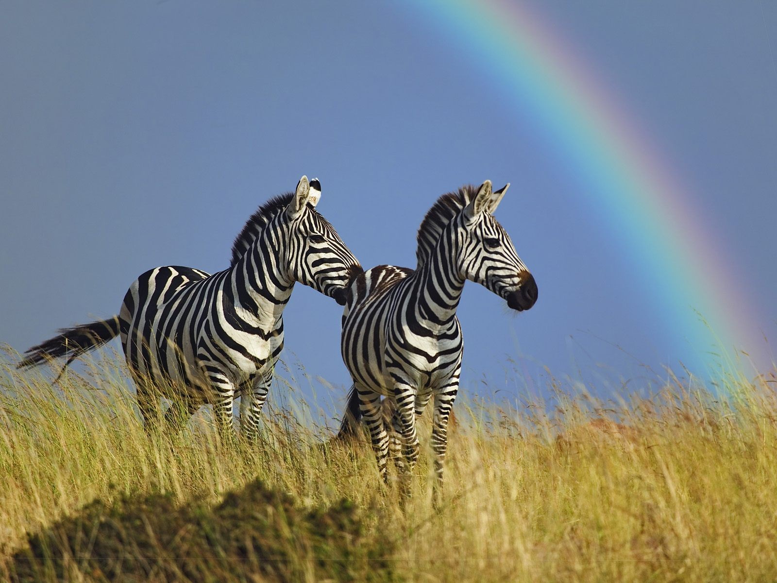 cebra caballo arco iris