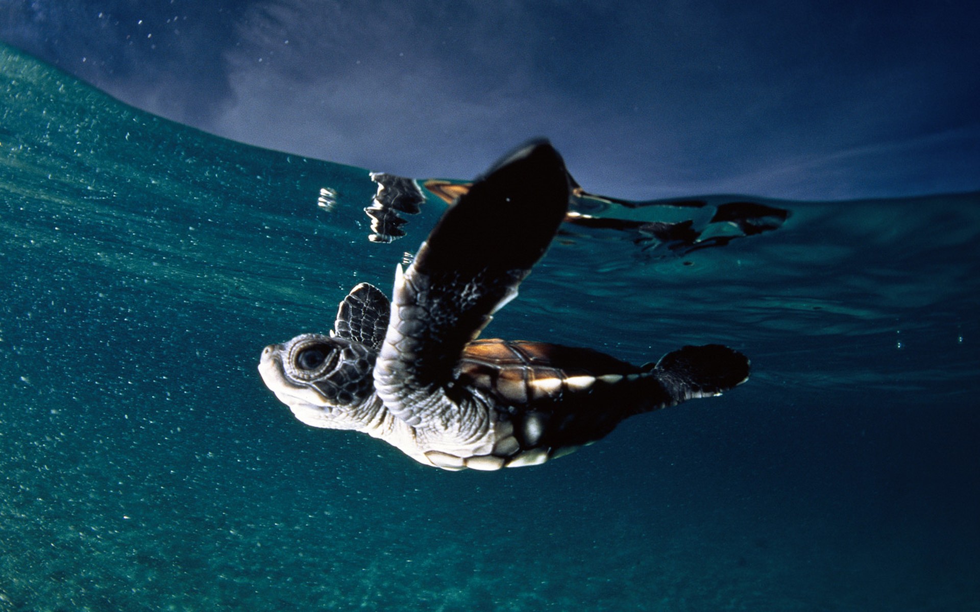 schildkröte wasser ozean französisch-polynesien französisch-polynesien 1997