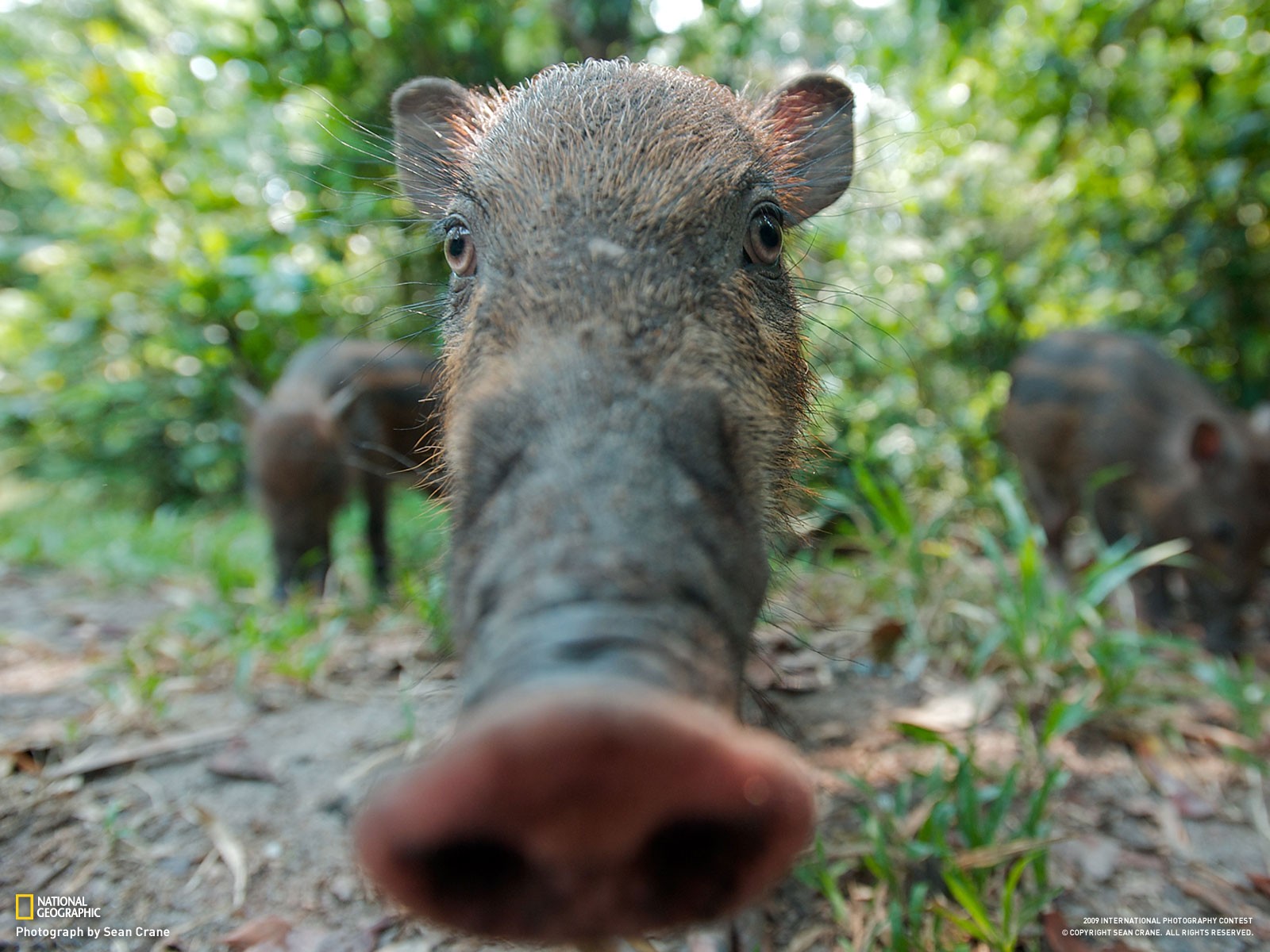 wildschwein ferkel borsten