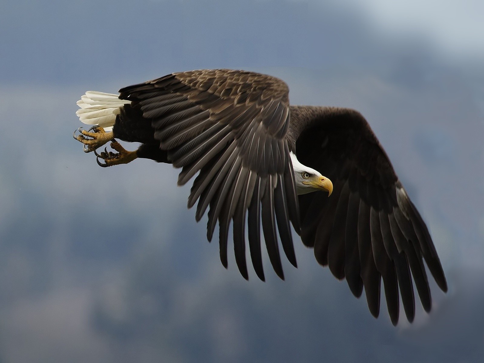 eagle wing view